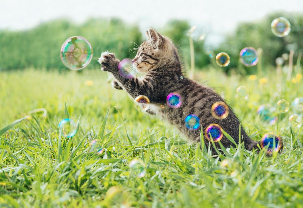 Catnip Bubbles - Bubble Inc