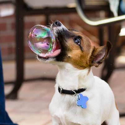 K9 Doggy Bacon Bubbles - Bubble Inc